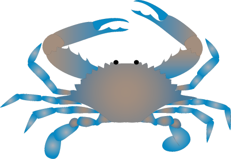 Blue Crab Adult (Callinectes Sapidus)