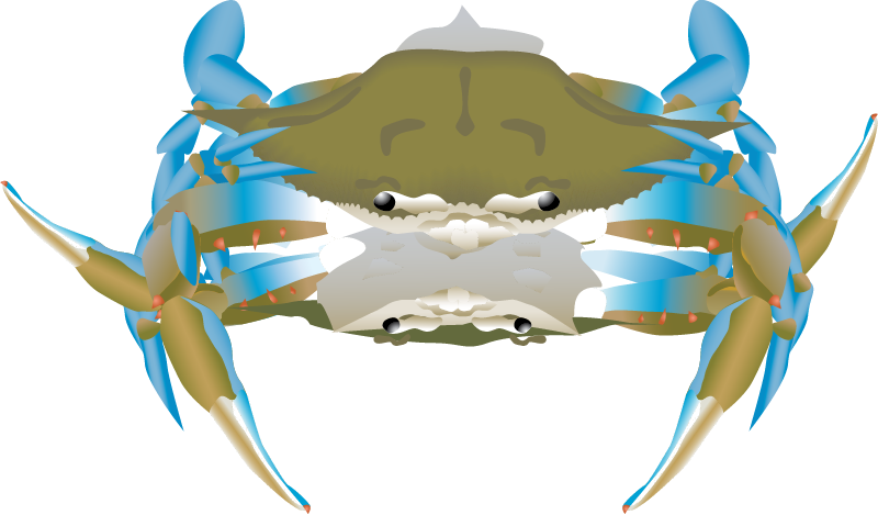 Blue Crab Coupling (Callinectes Sapidus)