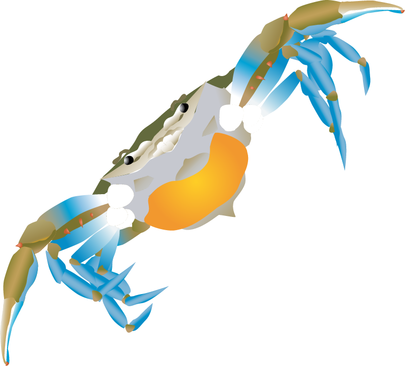 Blue Crab Egg Bearing Female (Callinectes Sapidus)
