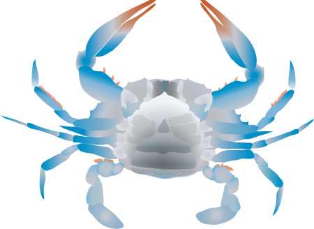 Blue Crab Female Ventral View (Callinectes Sapidus)