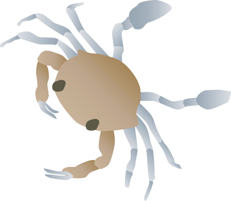 Blue Crab First Crab (Callinectes Sapidus)