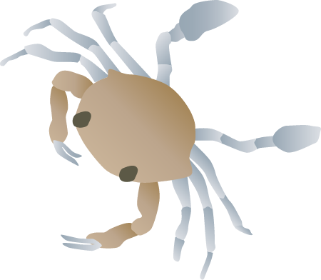 Blue Crab First Crab (Callinectes Sapidus)