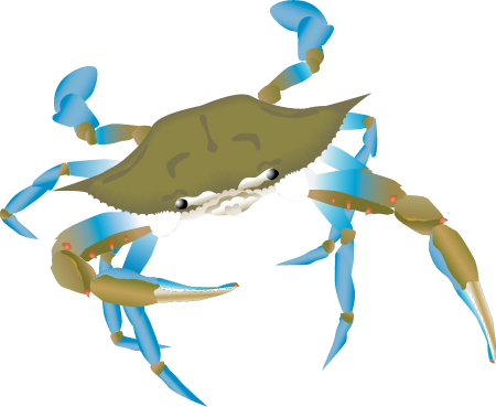 Blue Crab Juvenile (Callinectes Sapidus)