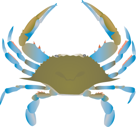 Blue Crab Male Dorsal View (Callinectes Sapidus)
