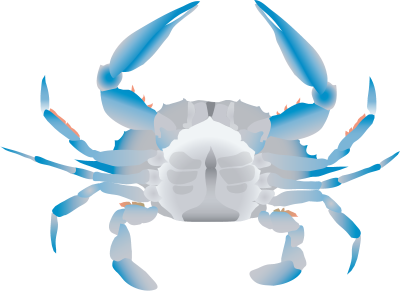 Blue Crab Male Ventral View (Callinectes Sapidus)