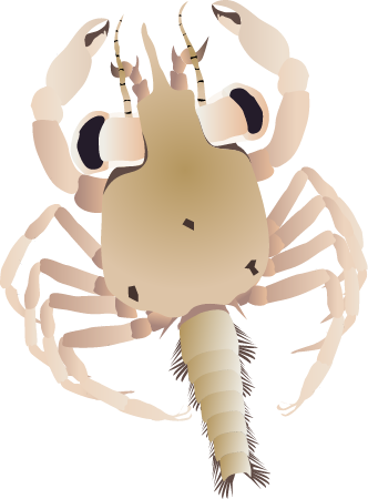 Blue Crab Megalopa (Callinectes Sapidus)