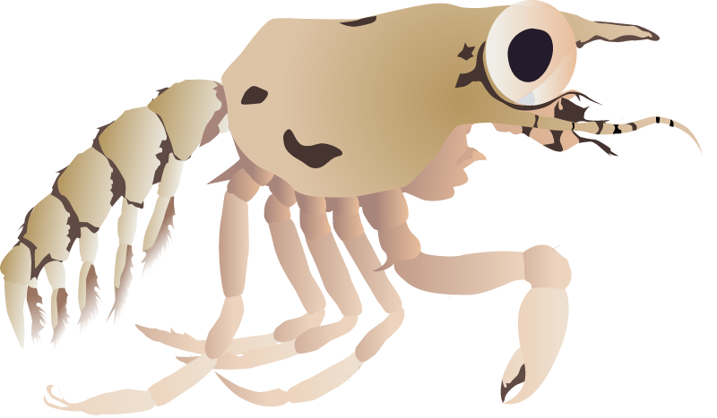 Blue Crab Megalopa (Callinectes Sapidus)