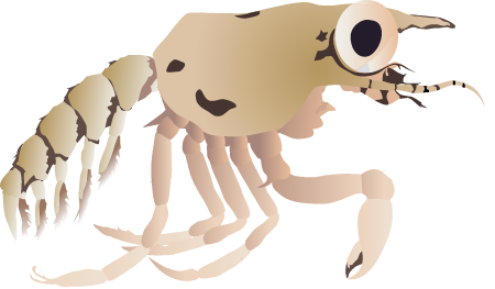 Blue Crab Megalopa (Callinectes Sapidus)