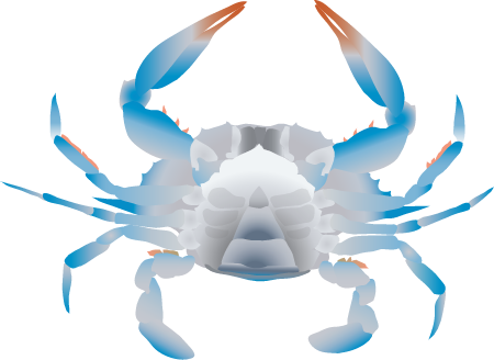 Blue Crab Ventral View Adolescent Female (Callinectes Sapidus)