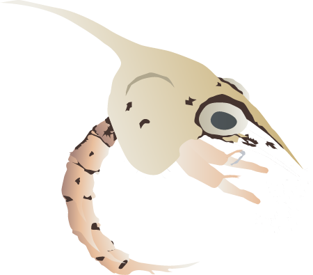 Blue Crab Zoea (Callinectes Sapidus)