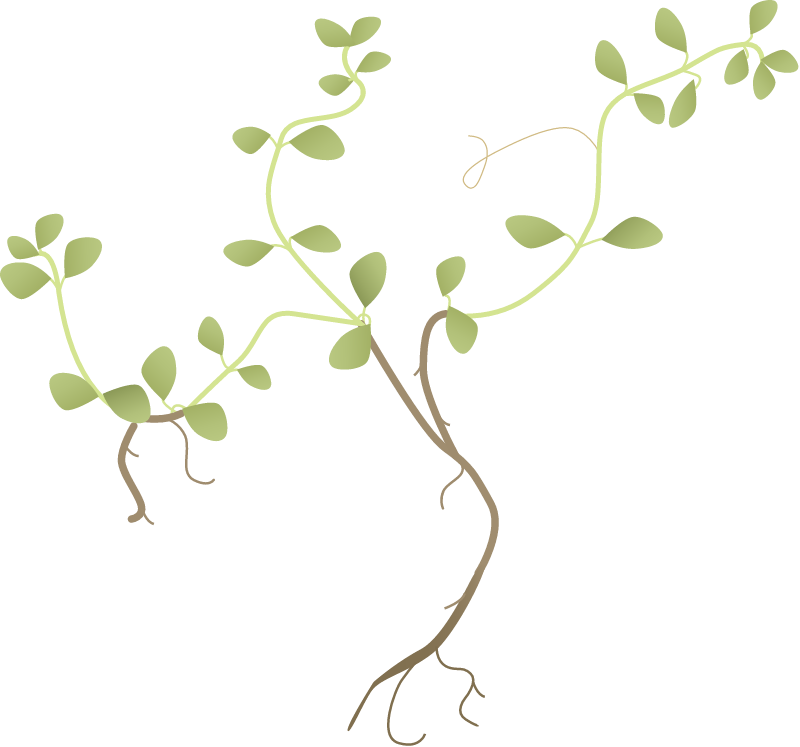 Water Starwort (Callitriche)