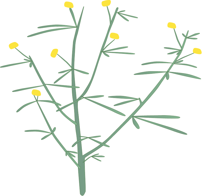 Billybuttons (Calocephalus Platycephalus)