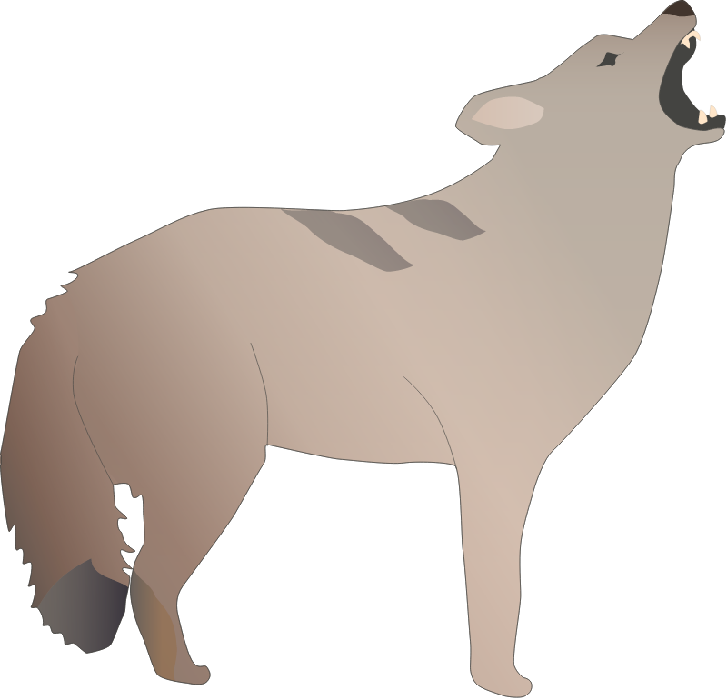 Coyote (Canis Latrans)