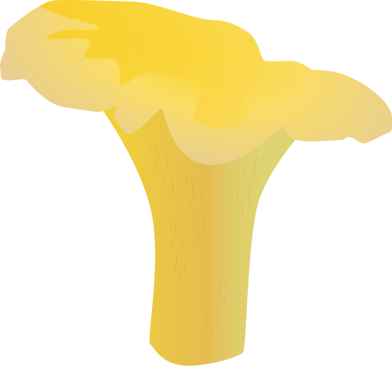 Golden Chanterelle (Cantharellus Cibarius)