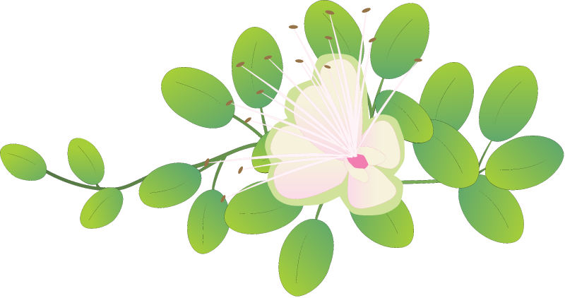 Pua Pilo (Capparis Sandwichiana)