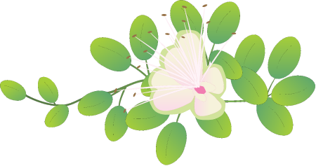 Pua Pilo (Capparis Sandwichiana)