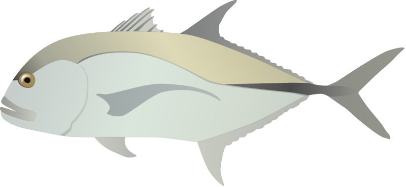 Giant Trevally (Caranx Ignobilis)