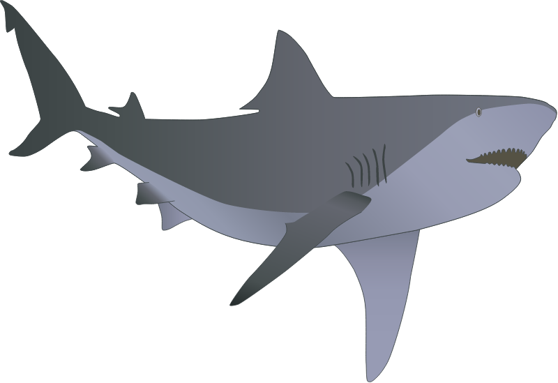 Bull Shark (Carcharhinus Leucas)