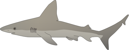 Sandbar Shark (Carcharhinus Plumbeus)
