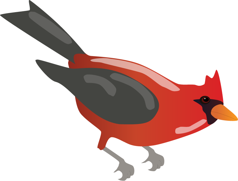 Northern Cardinal (Cardinalis Cardinalis)