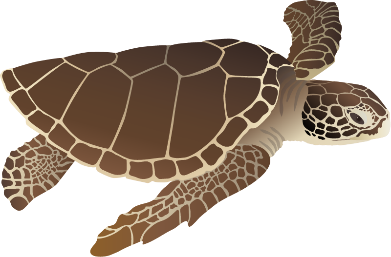 Loggerhead Turtle (Caretta Caretta)