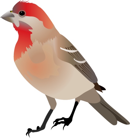 House Finch (Carpodacus Mexicanus)