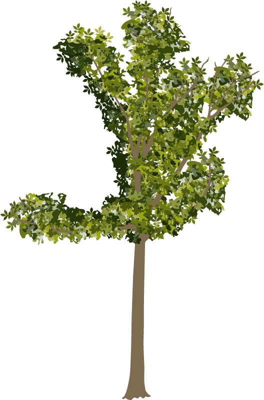 Pignut Hickory (Carya Glabra)
