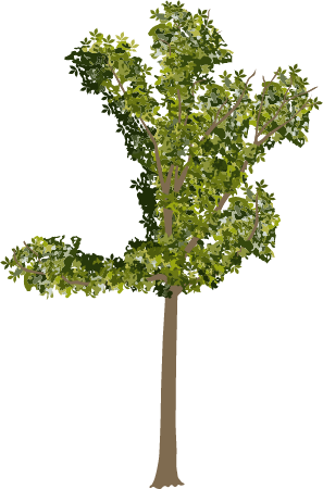 Pignut Hickory (Carya Glabra)
