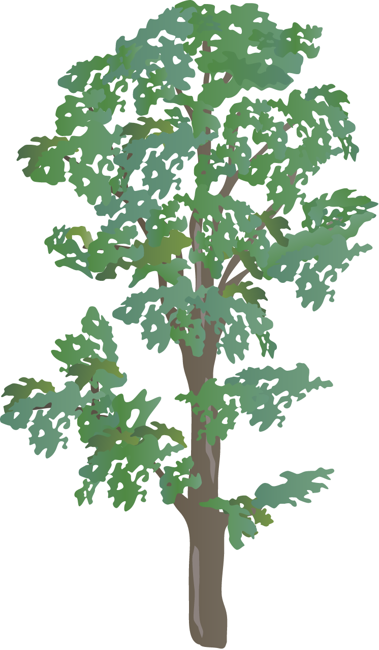 Shagbark Hickory (Carya Ovata)