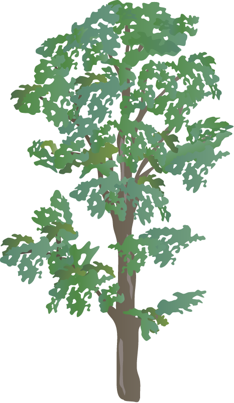 Shagbark Hickory (Carya Ovata)