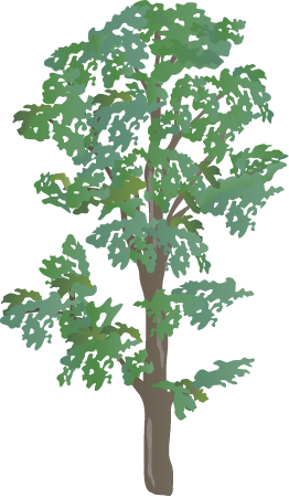 Shagbark Hickory (Carya Ovata)