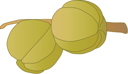 Shagbark Hickory Fruit (Carya Ovata)