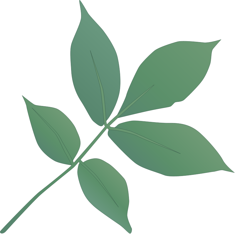 Shagbark Hickory Leaves (Carya Ovata)