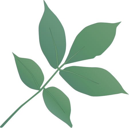 Shagbark Hickory Leaves (Carya Ovata)