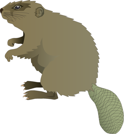 North American Beaver (Castor Canadensis)