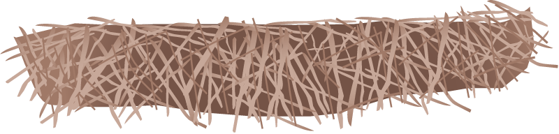 North American Beaver Dam (Castor Canadensis)