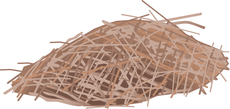 North American Beaver Hut (Castor Canadensis)