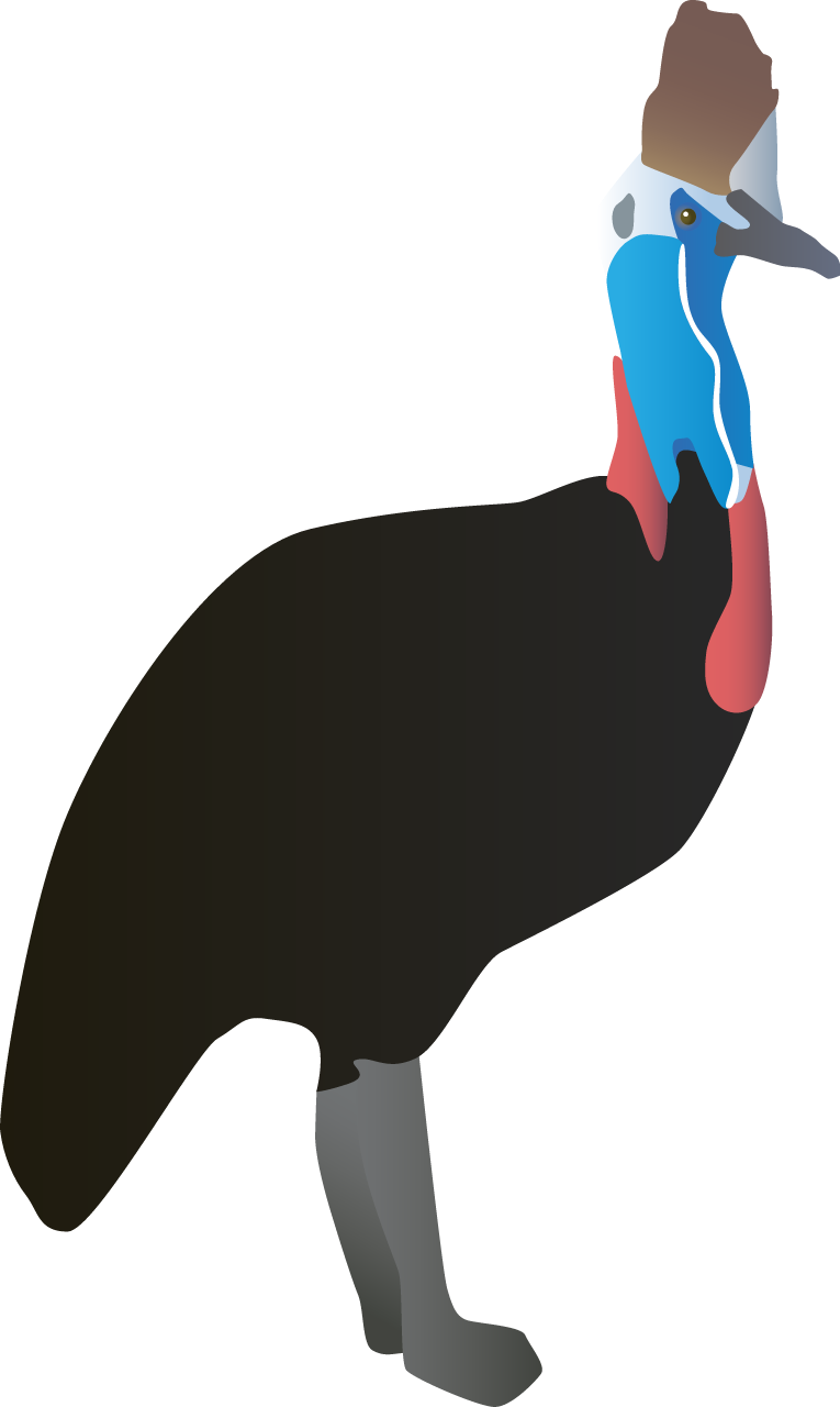 Cassowary (Casuarius)