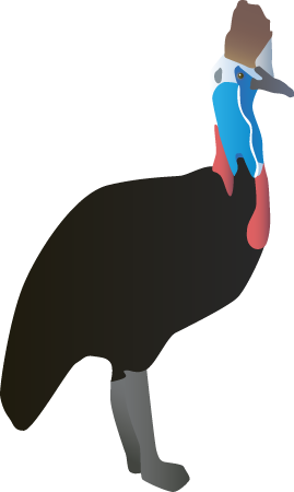 Cassowary (Casuarius)