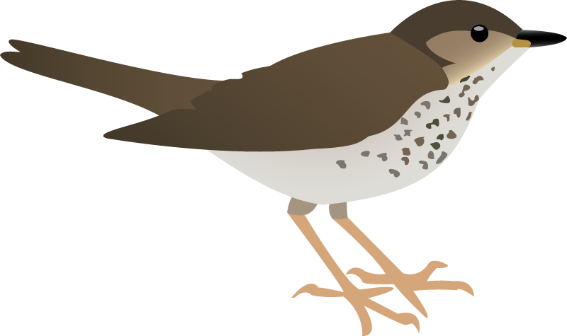 Bicknells Thrush (Catharus Bicknelli)