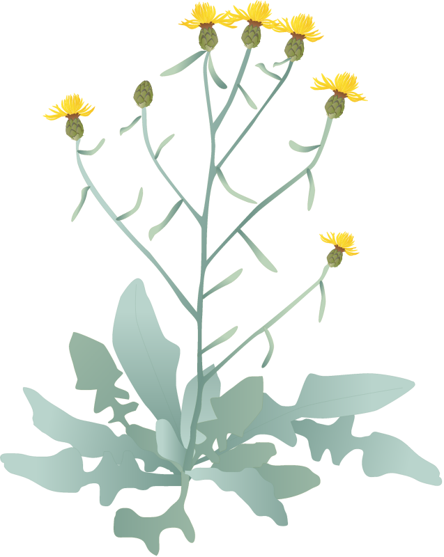 黄矢车菊