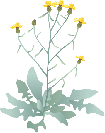 Yellow Starthistle (Centaurea Solstitialis)