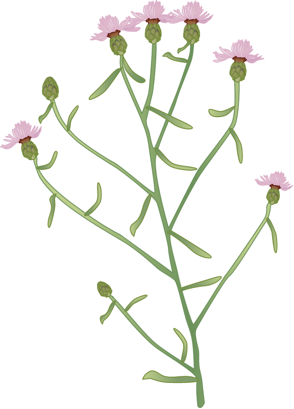 Knapweed (Centaurea)