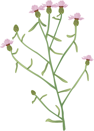 Knapweed (Centaurea)