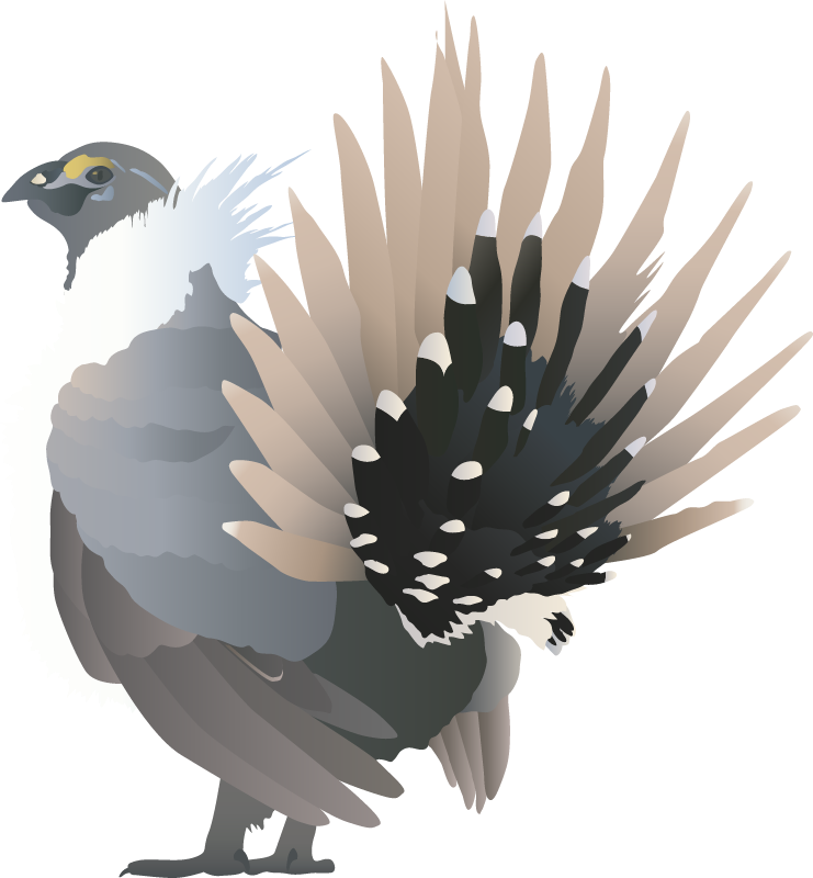Sage Grouse (Centrocercus)
