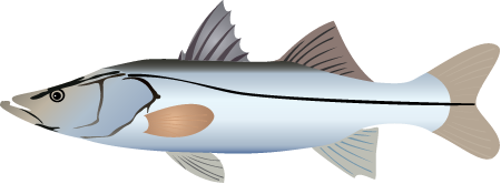 鋸蓋魚