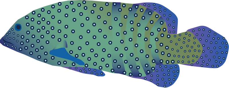 Blue Spotted Grouper (Cephalopholis Argus)