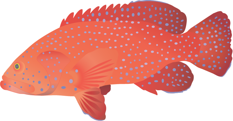 Vermillion Sea Bass (Cephalopholis Miniata)