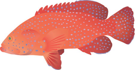Vermillion Sea Bass (Cephalopholis Miniata)