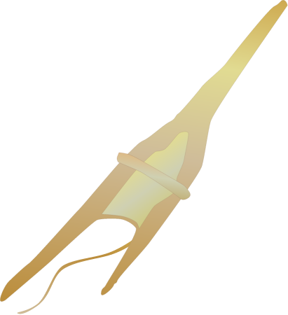 Dinoflagellate (Ceratium Furca)